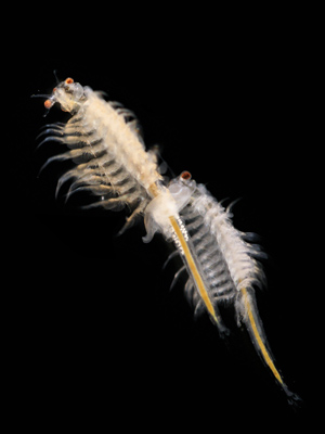 Artemia_salina_2.jpg